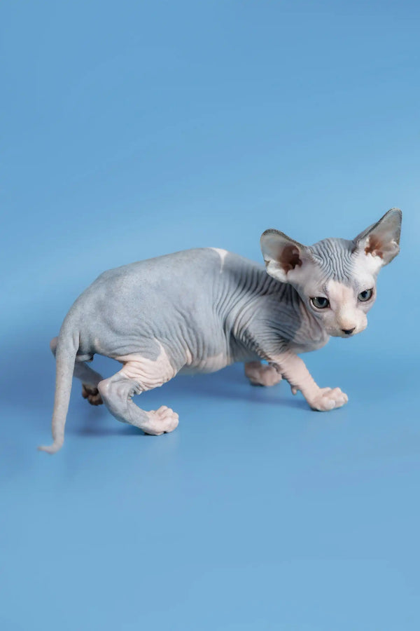 Cute Hairless Sphynx kitten Ferdinand with wrinkled gray skin and big ears