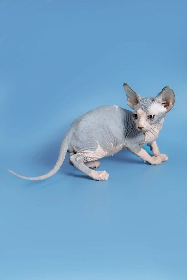 Hairless Sphynx kitten with grey and white patches named Ferdinand, a cute Canadian companion