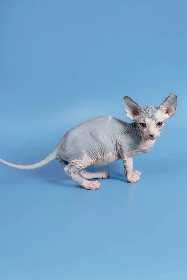 Adorable Hairless Sphynx kitten with wrinkled gray skin and big ears from Ferdinand