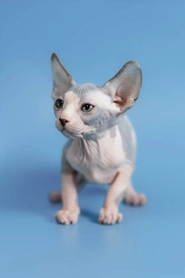 Adorable Hairless Sphynx kitten Ferdinand with big ears and unique wrinkled skin