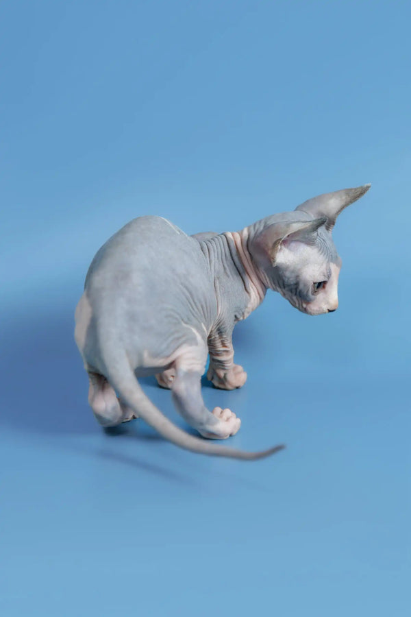 Hairless Sphynx kitten Ferdinand with cute wrinkled gray skin