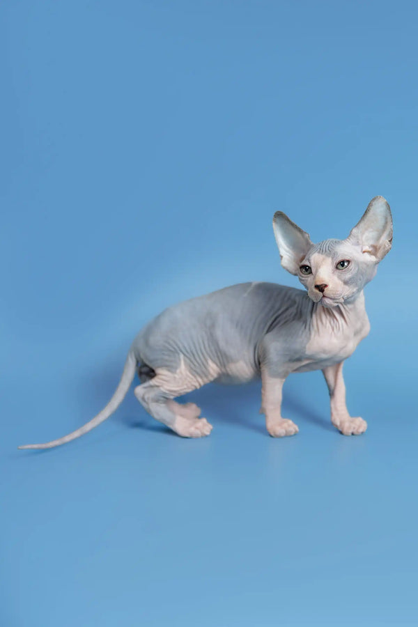 Hairless Sphynx kitten Ferdinand showing off wrinkled gray skin and big ears