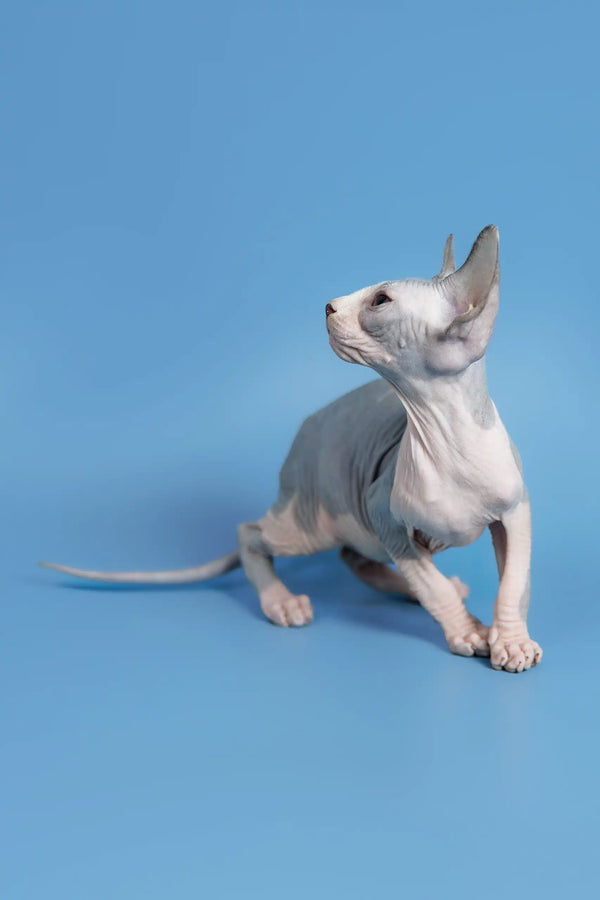 Hairless Sphynx cat Ferdinand posing majestically as a playful Canadian kitten