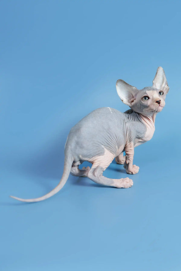 Hairless Sphynx cat Ferdinand with big ears and cute pink skin, perfect Canadian kitten