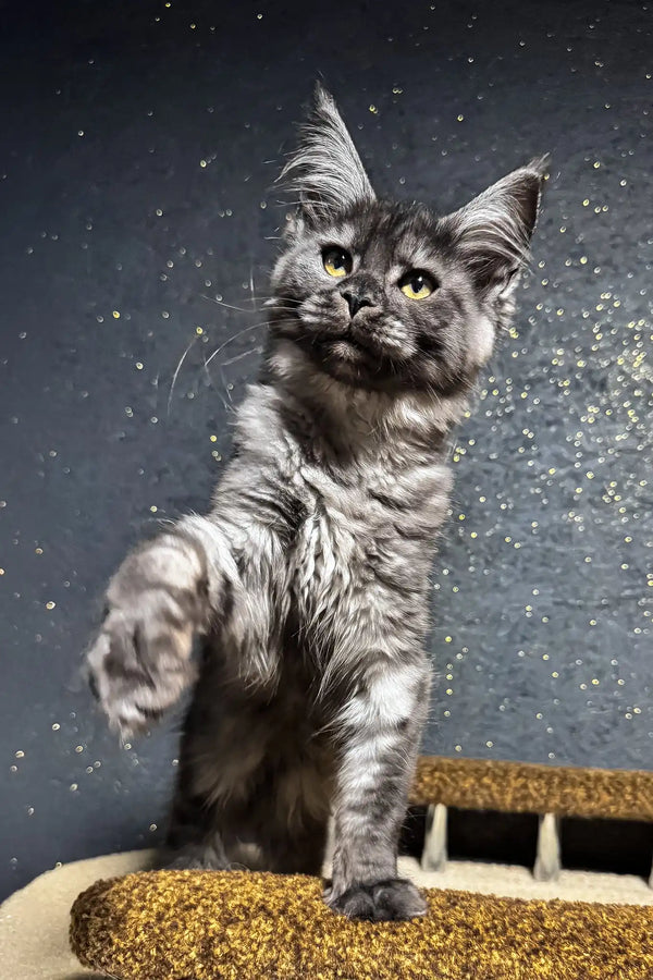 Ferra | maine coon kitten