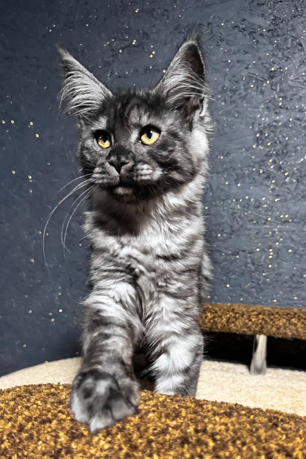 Ferra | maine coon kitten