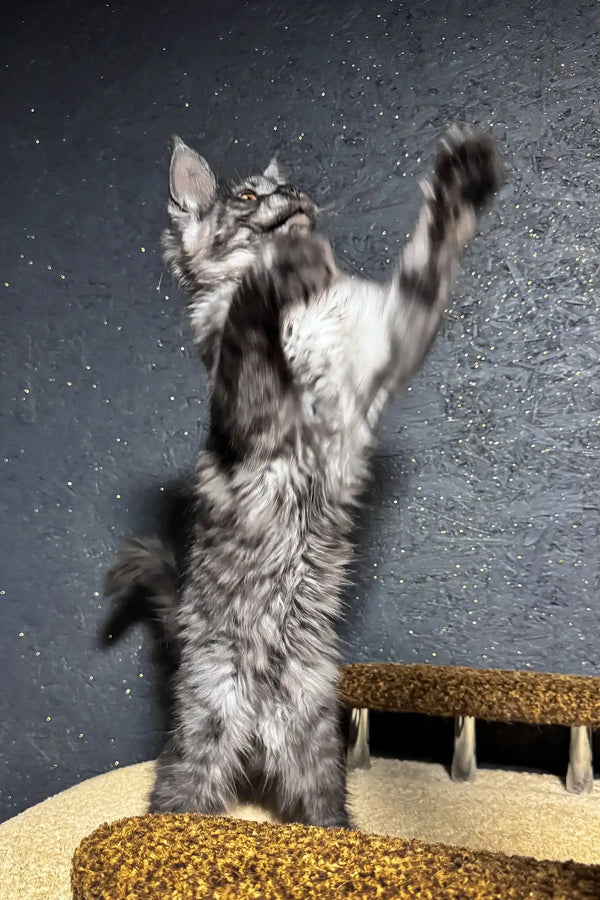 Ferra | maine coon kitten