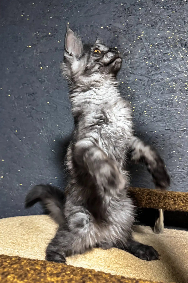 Ferra | maine coon kitten