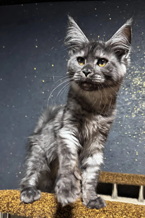 Ferra | maine coon kitten