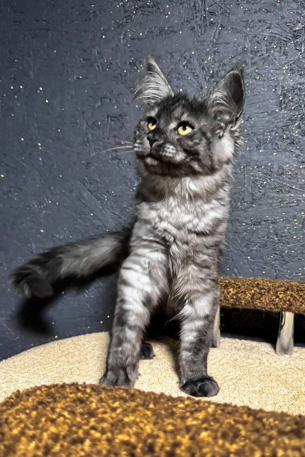 Ferra | maine coon kitten