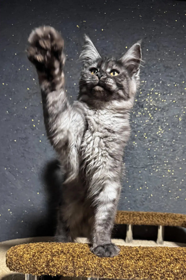 Ferra | maine coon kitten