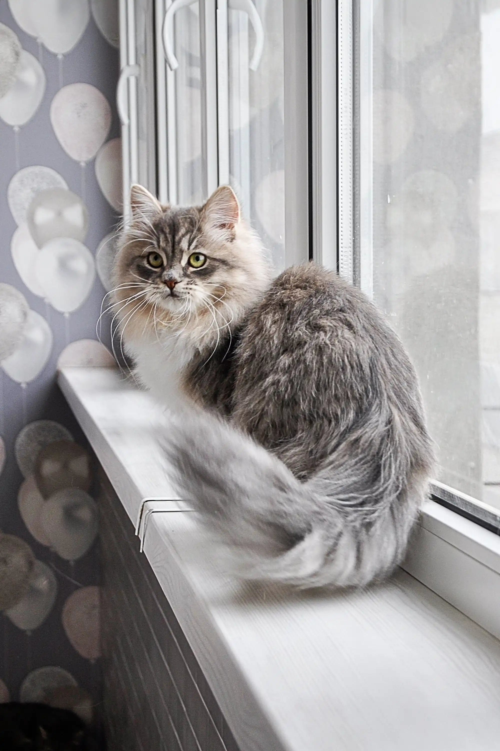 Kittens For Sale Feya Dubravushka | Siberian Kitten