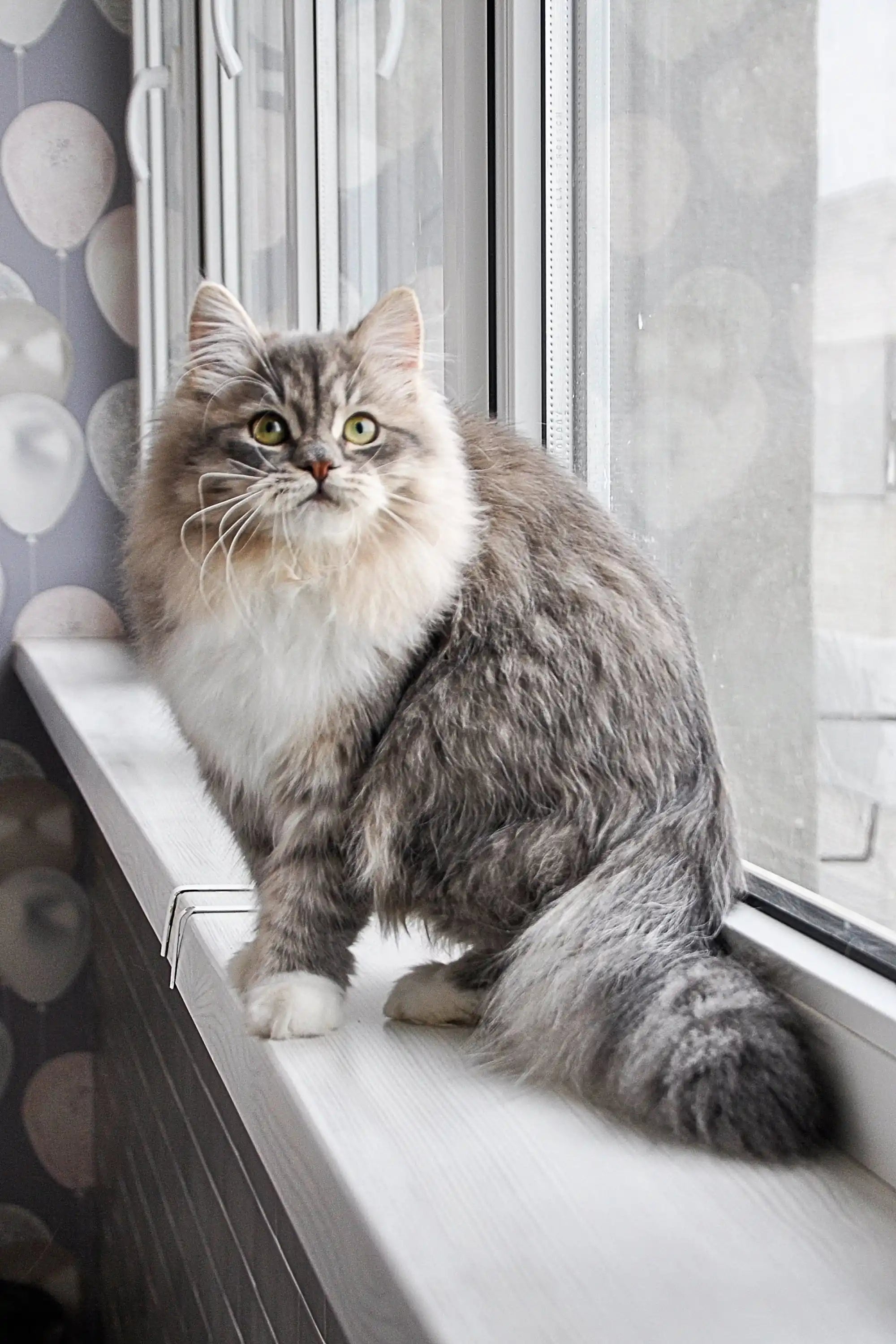 Kittens For Sale Feya Dubravushka | Siberian Kitten