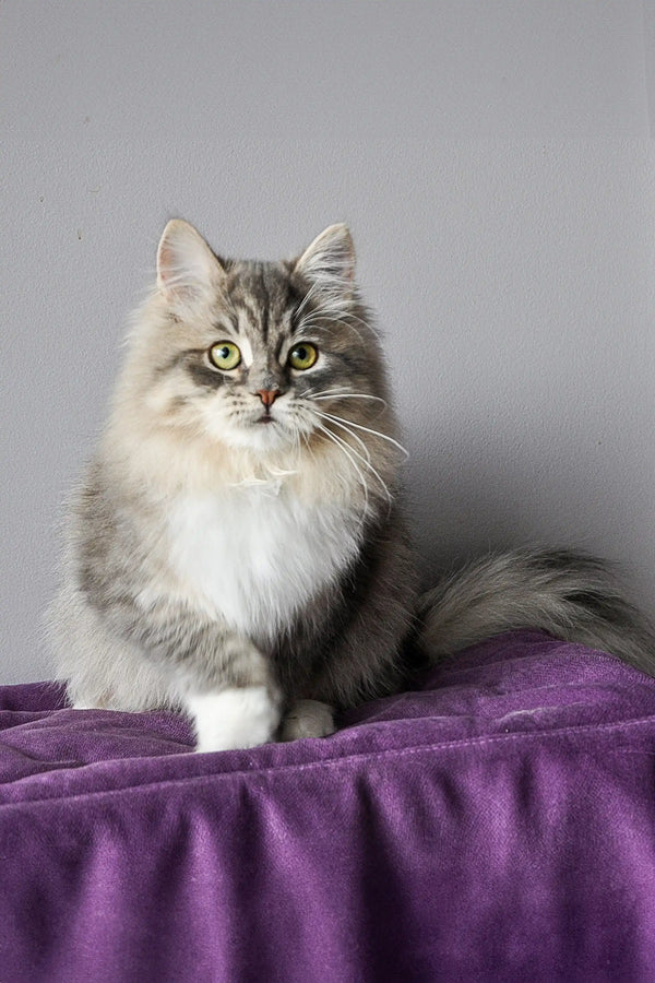 Fluffy gray and white Feya Dubravushka Siberian kitten on soft purple fabric