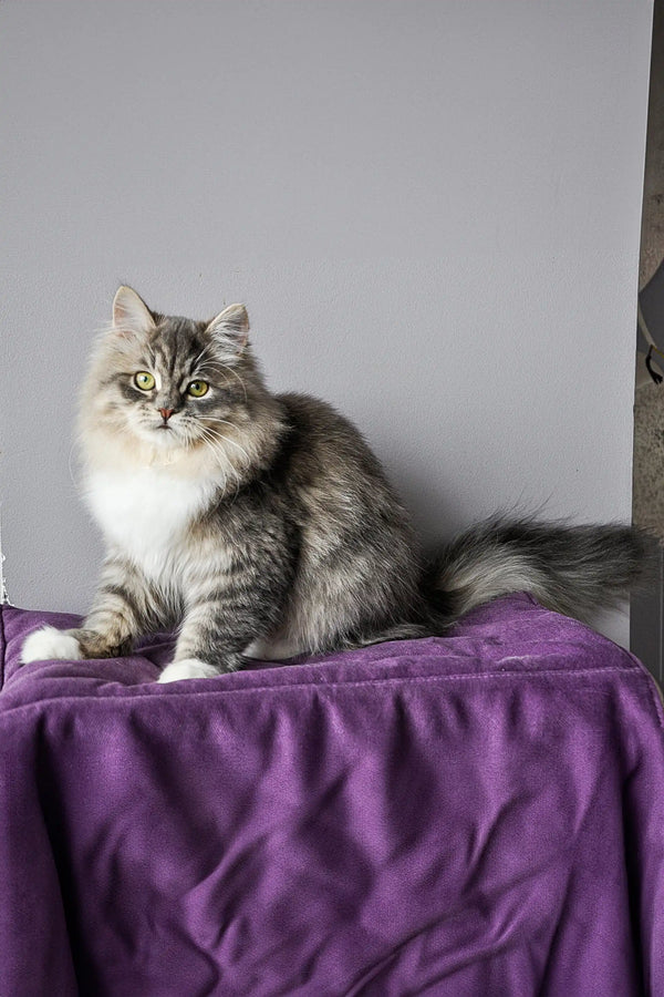 Long-haired tabby cat on purple fabric for Feya Dubravushka Siberian Kitten