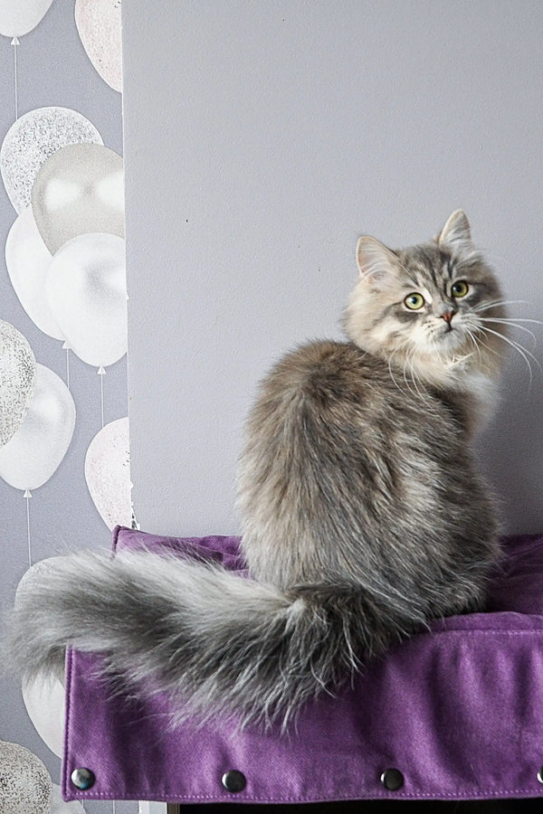 Long-haired gray cat relaxing on a purple cushion, Feya Dubravushka Siberian Kitten