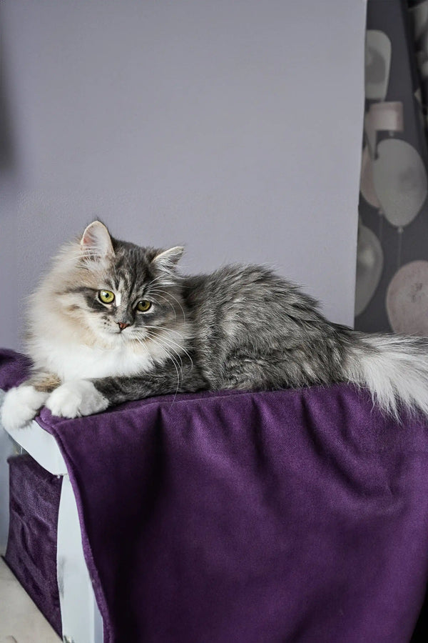 Long-haired gray and white cat lounging on purple, perfect for Feya Dubravushka Siberian