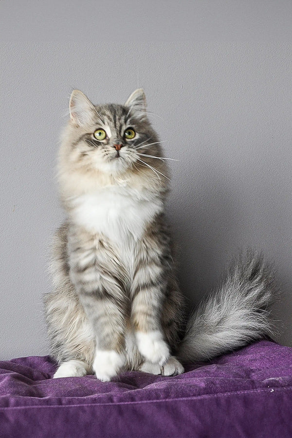 Fluffy gray and white Feya Dubravushka Siberian Kitten sitting upright and looking adorable