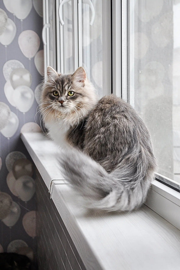 Fluffy gray and white Feya Dubravushka Siberian kitten lounging on a sunny windowsill
