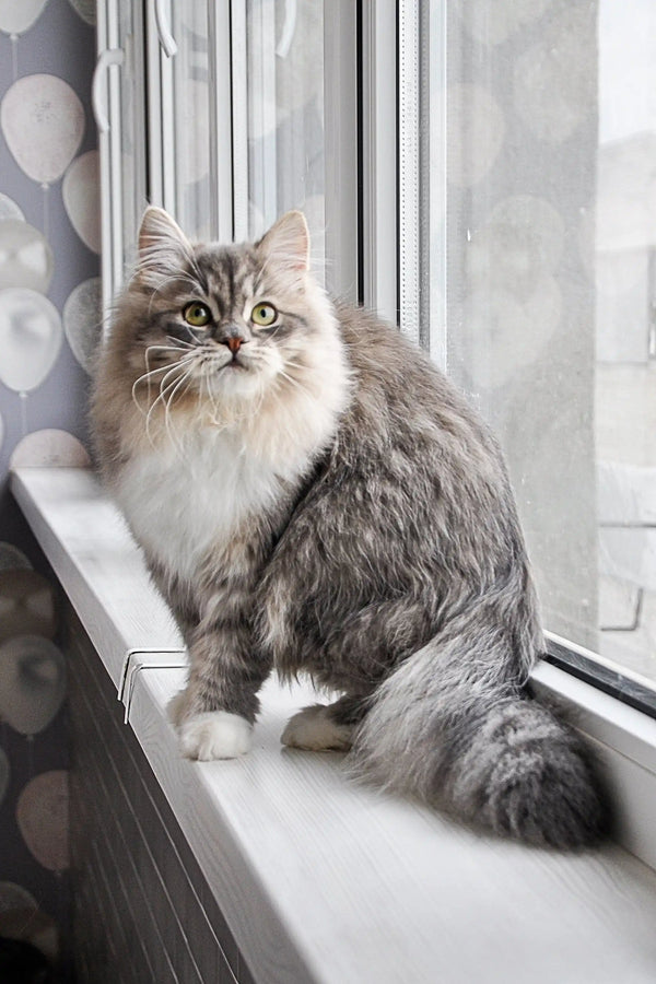 Fluffy Feya Dubravushka Siberian Kitten chilling on a sunny windowsill