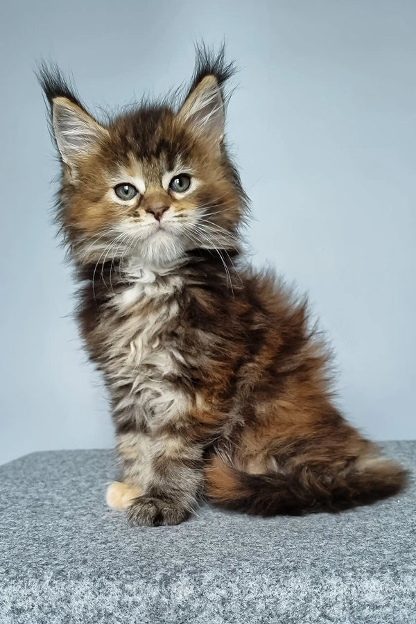Feya | maine coon kitten
