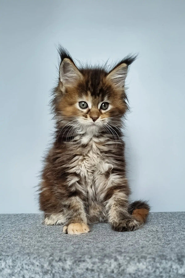 Feya | maine coon kitten