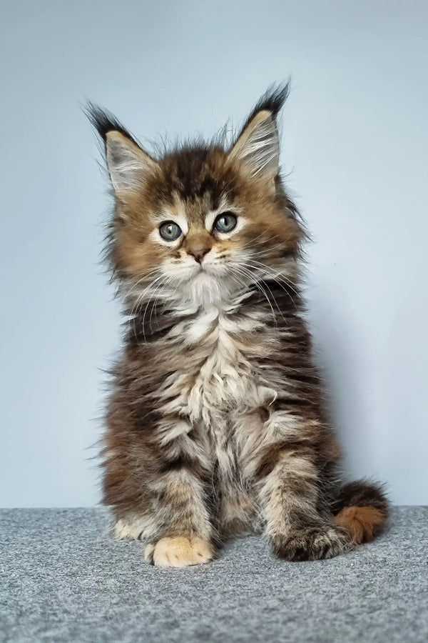 Feya | maine coon kitten