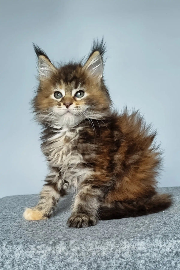 Feya | maine coon kitten