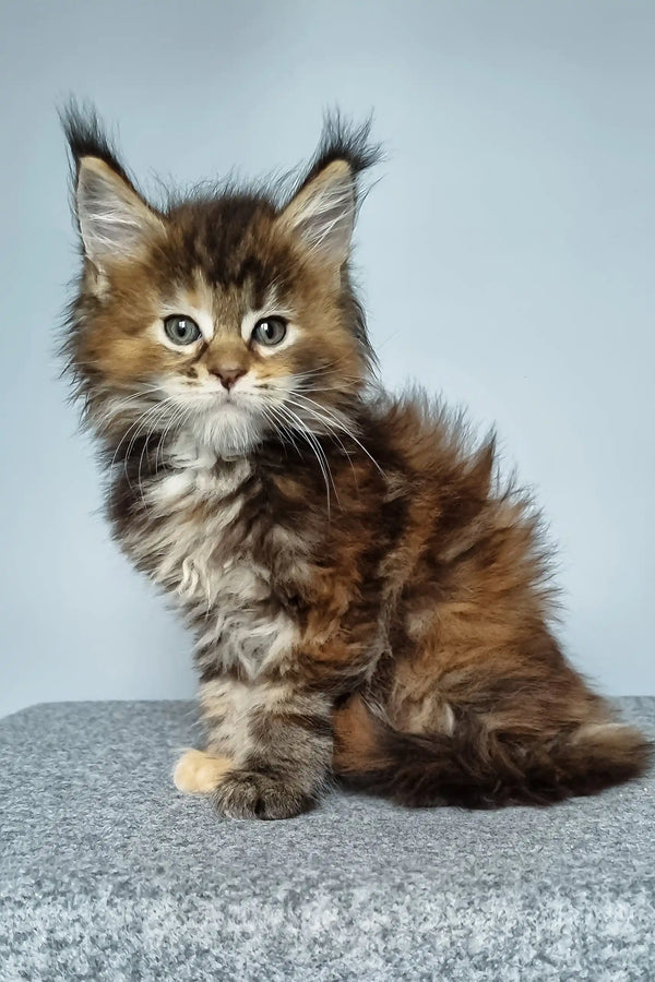 Feya | maine coon kitten