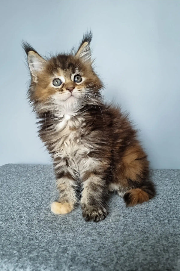 Feya | maine coon kitten