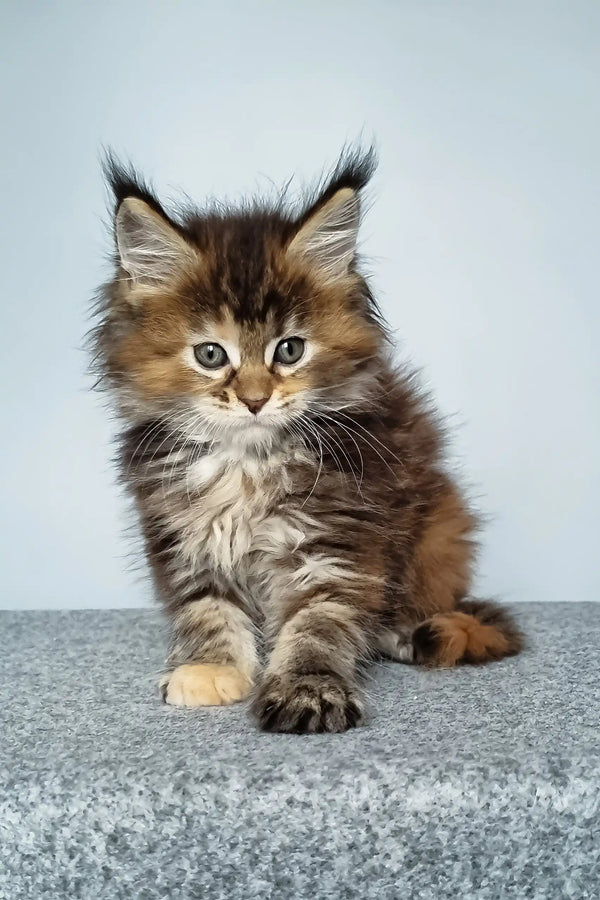 Feya | maine coon kitten