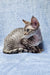 Gray Devon Rex cat lounging in Fhilip | Devon Rex Kitten product display