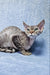 Gray tabby Devon Rex cat named Fhilip looking cute and playful