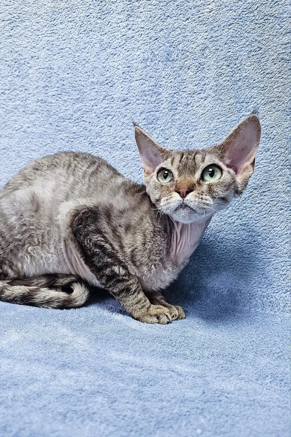 Gray tabby Devon Rex cat named Fhilip looking cute and playful