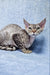 Gray Tabby Devon Rex cat looking playful in Fhilip | Devon Rex Kitten product