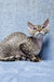 Gray tabby Devon Rex kitten named Fhilip lounging cutely