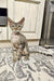 Gray tabby kitten with big ears and bright green eyes in Fhilip Devon Rex Kitten product