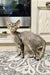 Gray tabby kitten with wide eyes on a colorful rug, perfect for Fhilip | Devon Rex Kitten