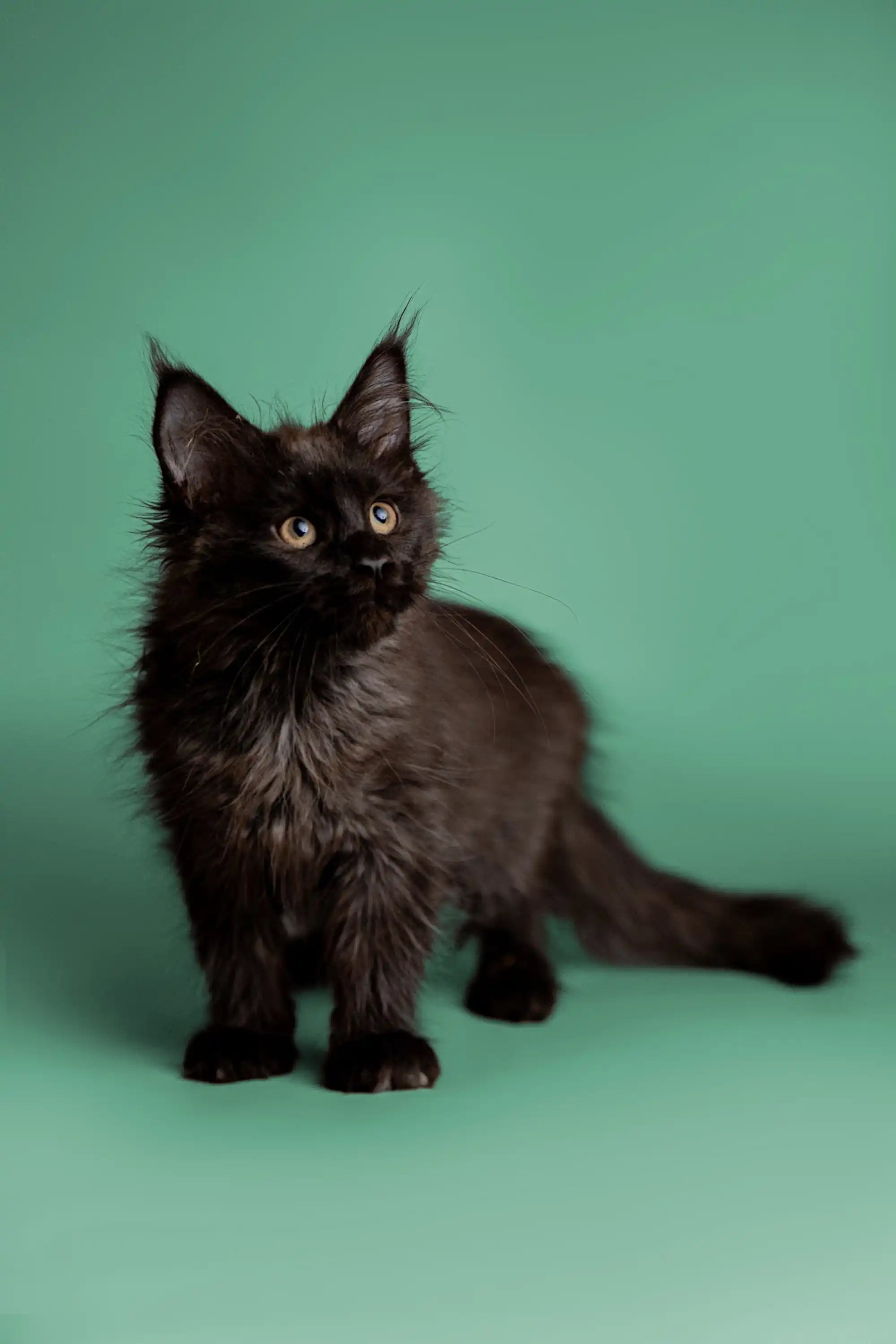 AVADA - Best Sellers Fia | Maine Coon Kitten