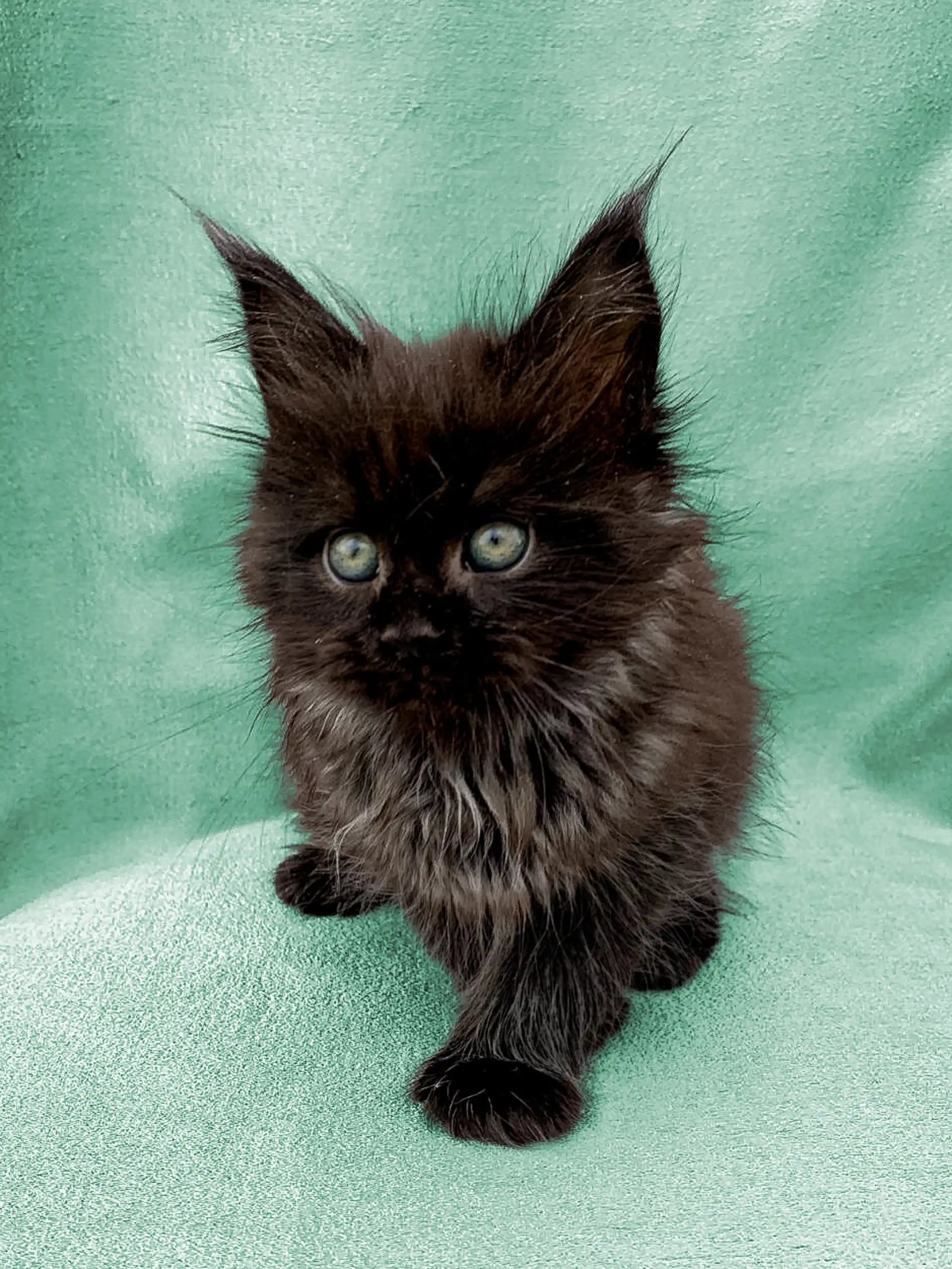 AVADA - Best Sellers Fia | Maine Coon Kitten