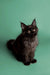 Black fluffy Maine Coon kitten with bright eyes sitting upright, super adorable!