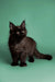 Black Maine Coon kitten Fia with fluffy fur and perked ears ready for fun