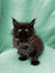 Fluffy Maine Coon kitten with wide eyes and pointed ears for adoption