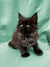 Fluffy black Maine Coon kitten with bright eyes and tufted ears for sale