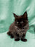 Fluffy black Maine Coon kitten with bright eyes sitting upright and looking adorable