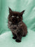 Fluffy black Maine Coon kitten with wide eyes and tufted ears, perfect for cuddles