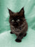 Fluffy black Maine Coon kitten with bright eyes and pointed ears, perfect companion