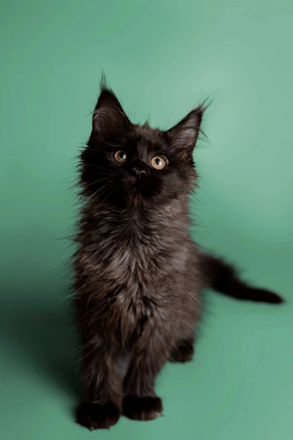 Fluffy black Maine Coon kitten with alert eyes and perky ears ready for cuddles