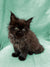 Fluffy dark brown Maine Coon kitten with wide eyes and pointed ears, named Fia