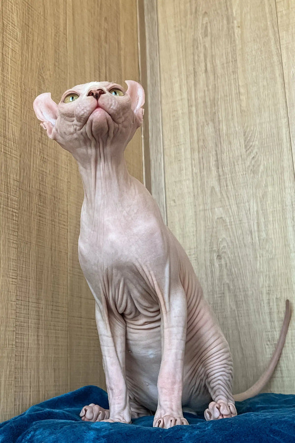 Cute Hairless Sphynx cat named Fidel from the Elf Sphynx Kitten collection